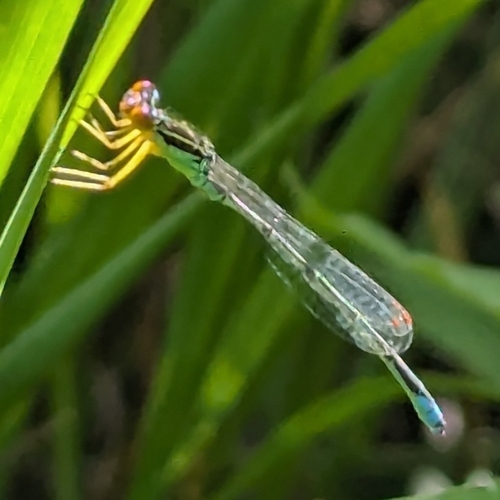 Rainbow Bluet photo 5
