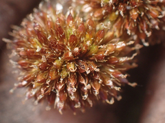 Juncus bolanderi, photograph (c) Trevor Van Loon, some rights reserved (CC BY)