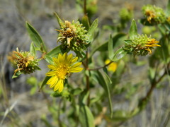 Grindelia nana