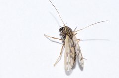 Polypedilum nubiferum