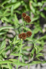 Juncus bolanderi, photograph (c) Trevor Van Loon, some rights reserved (CC BY)