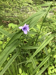 Tradescantia subaspera