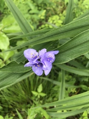 Tradescantia subaspera