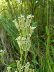 Silene scouleri