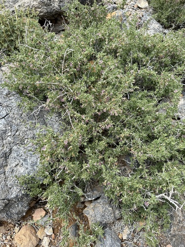 Image of Lycium pallidum by (c) Matt Berger, some rights reserved (CC BY)