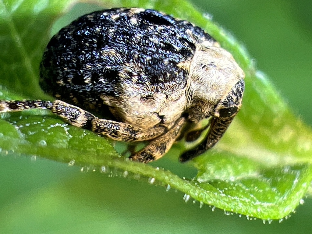 Figwort Weevil