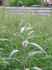 Persicaria lapathifolia lanata