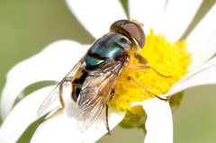 Austalis copiosa