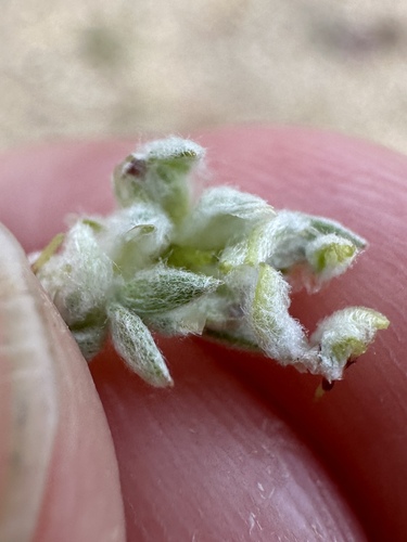 Image of peck neststraw by (c) Matt Berger, some rights reserved (CC BY)
