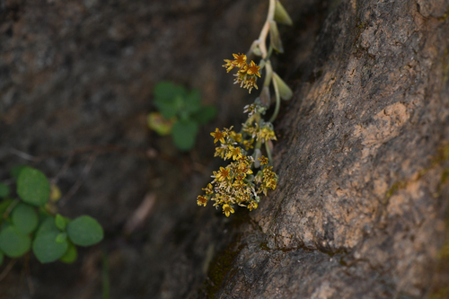 Tedoc stonecrop (Sedum rubiginosum)