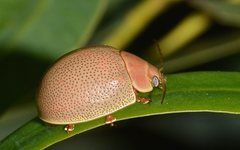 Paropsisterna crocata