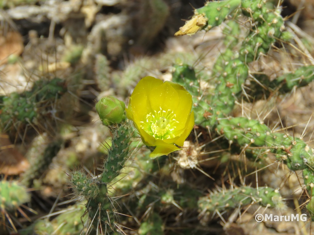 Velvet Bur Cactus