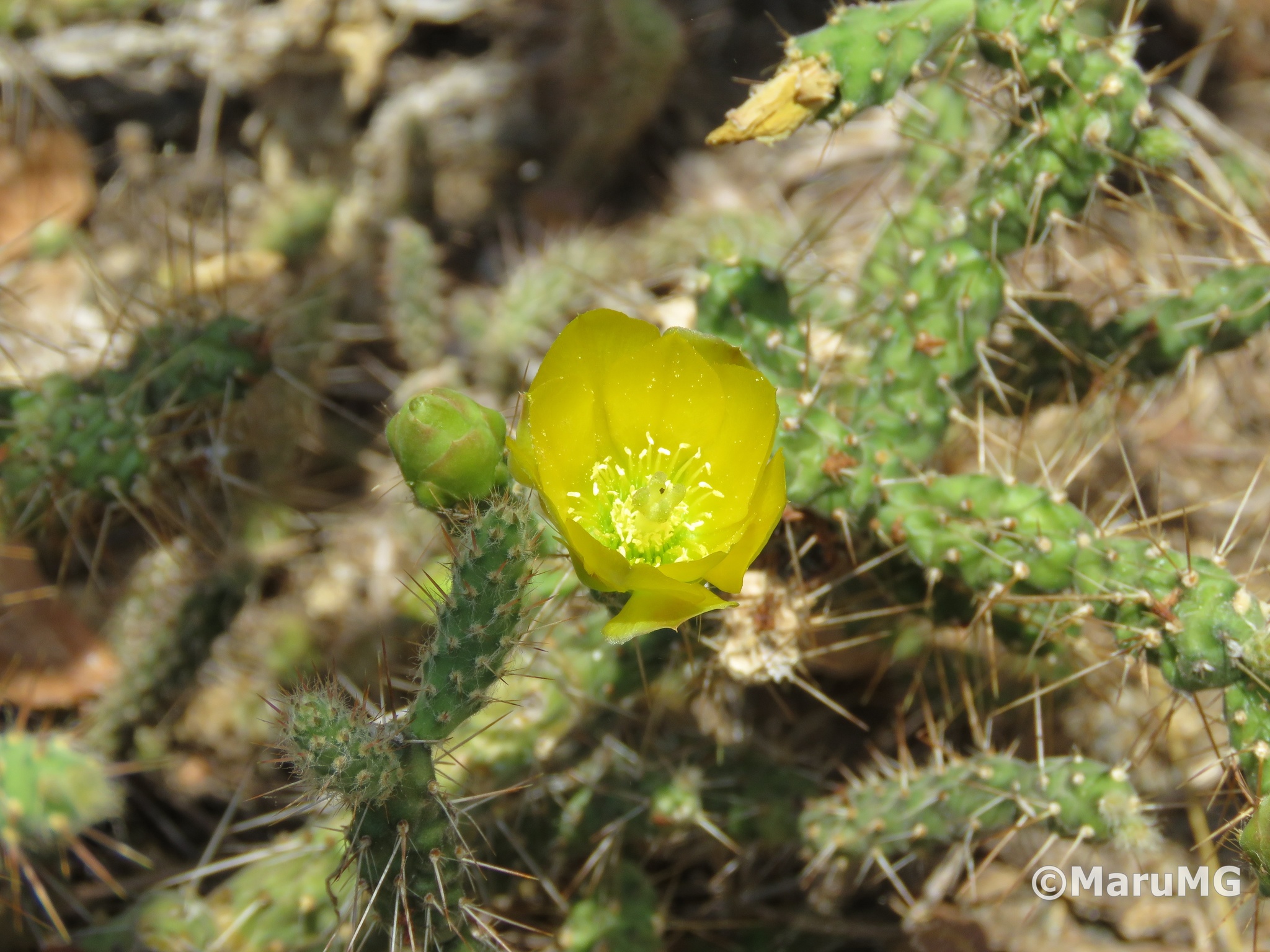 Opuntia pubescens
