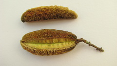 Trigonia nivea pubescens