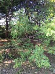 Leucaena retusa