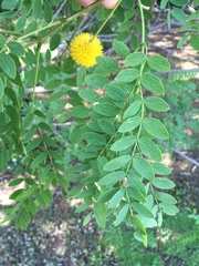 Leucaena retusa