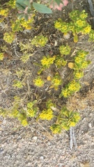 Lepidium flavum