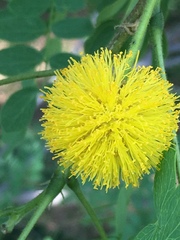 Leucaena retusa