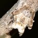 Celaenia dubia - Photo (c) Jean Hort, algunos derechos reservados (CC BY-NC-SA), subido por Jean Hort