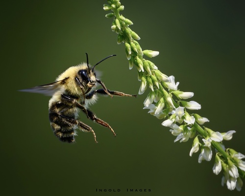 Two-spotted Bumble Bee, photo 3 of 10