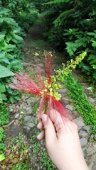 Calliandra houstoniana calothyrsus
