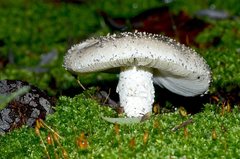 Amanita ananiceps