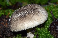 Amanita ananiceps