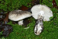 Amanita ananiceps