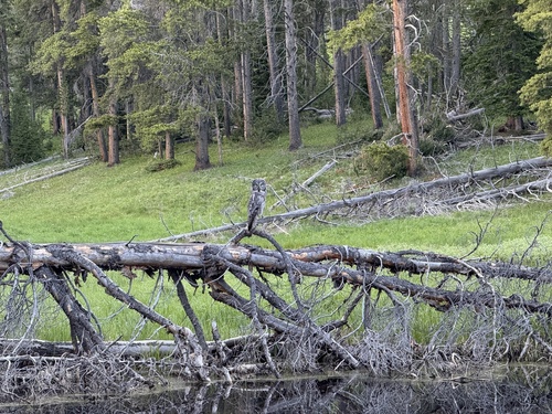 Great Gray Owl photographed in Wyoming