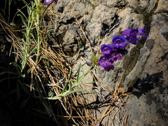Penstemon speciosus