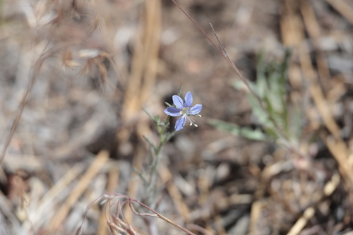 Sapphire woollystar (Eriastrum sapphirinum)