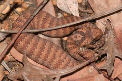 Acanthophis antarcticus