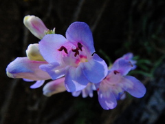 Penstemon speciosus