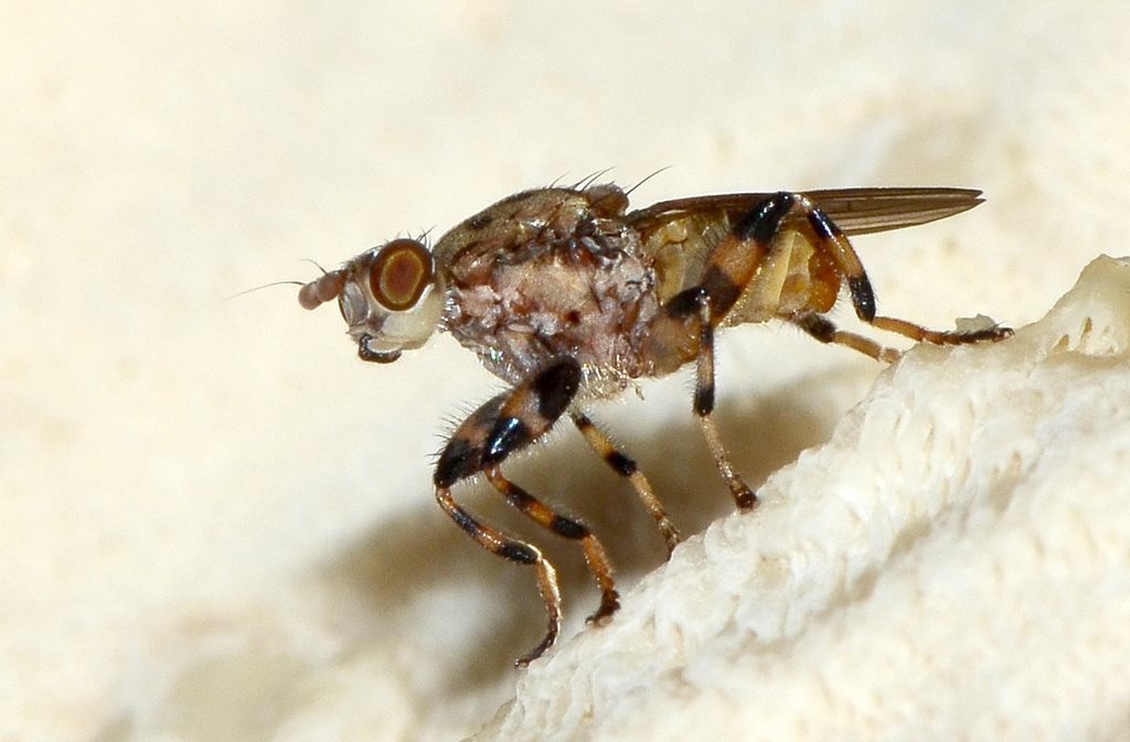 Tapeigaster cinctipes