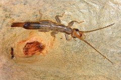 Pygidicranidae