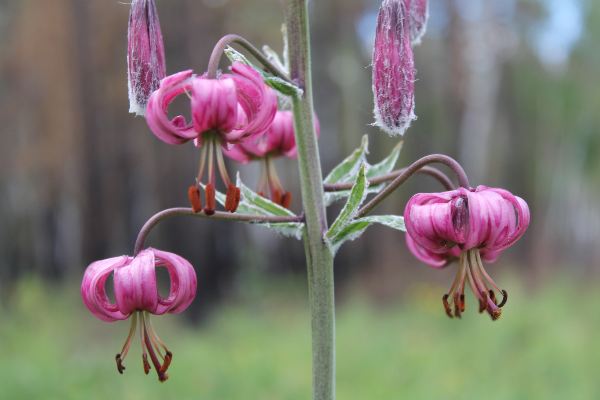 Azucena Silvestre (Lilium martagon) · Natusfera