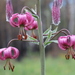 Martagon Lily - Photo (c) Daba, some rights reserved (CC BY-NC), uploaded by Daba