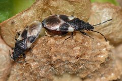 Oxycarenus luctuosus