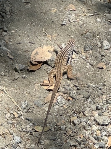 iNaturalist observation photo of Western Whiptail