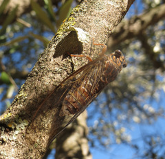 Cicada