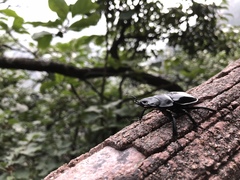 Lucanidae