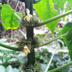 Paraphlomis javanica