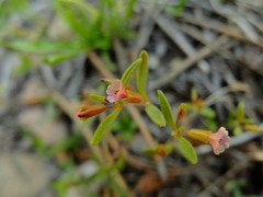 Erythranthe breweri