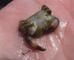 Lophopanopeus bellus