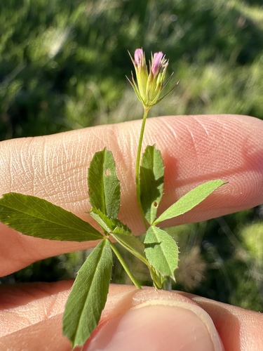 Image of Trifolium oliganthum by (c) Matt Berger, some rights reserved (CC BY)