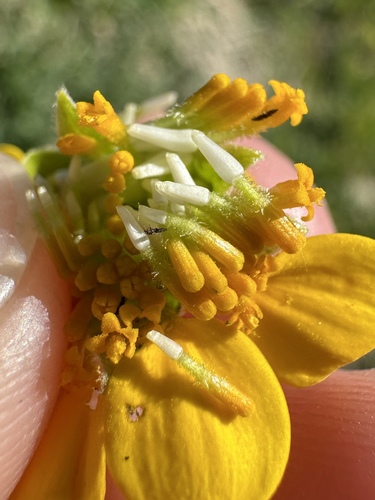 Image of Pseudobahia peirsonii by (c) Matt Berger, some rights reserved (CC BY)