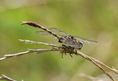 Arigomphus submedianus