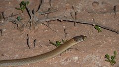 Pygopus schraderi