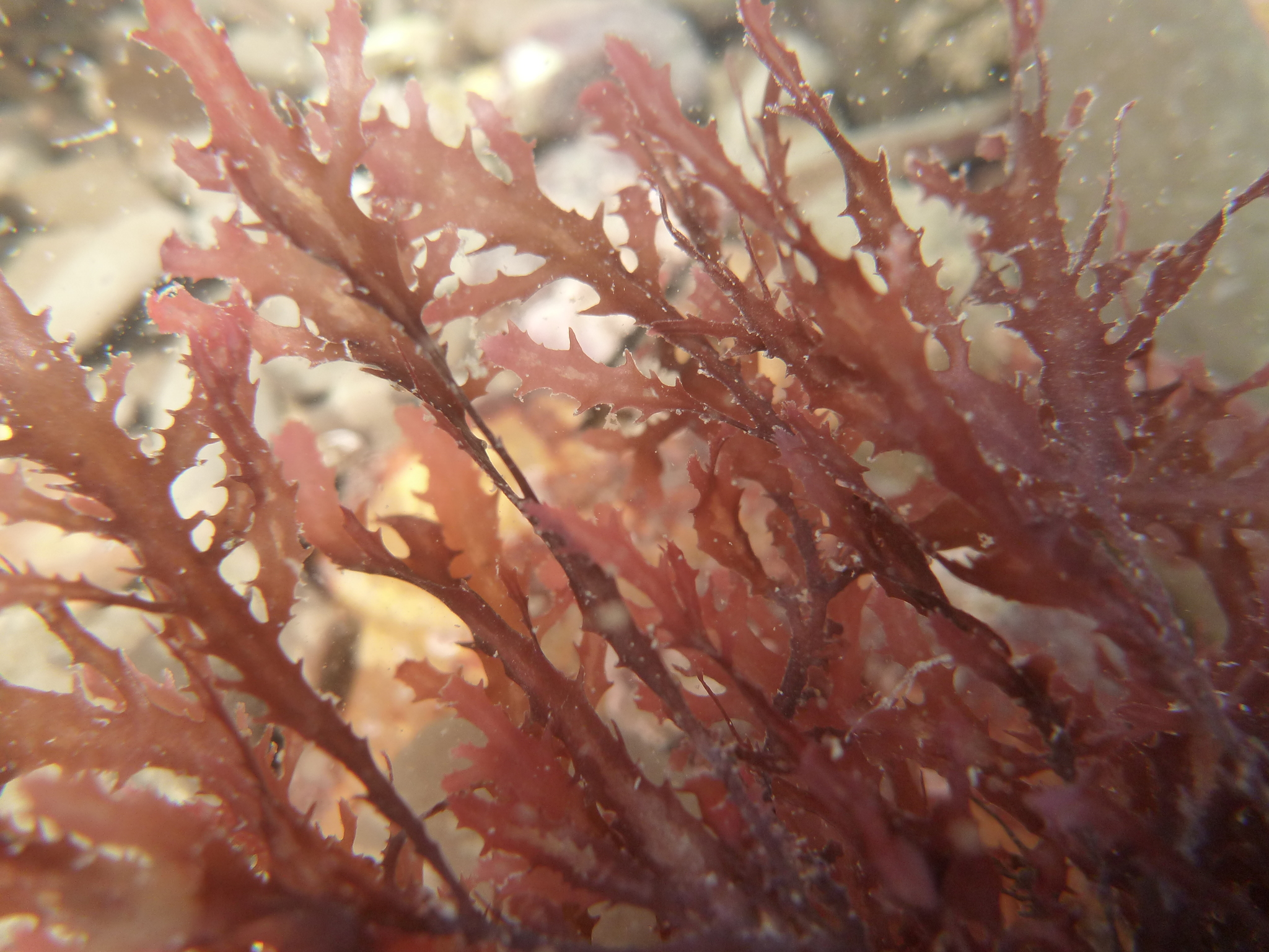 Farlowia mollis