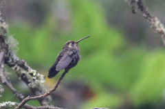 Lampornis amethystinus